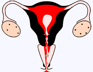 MENOPAUSIA E ISOFLAVONAS DE SOJA Figure11