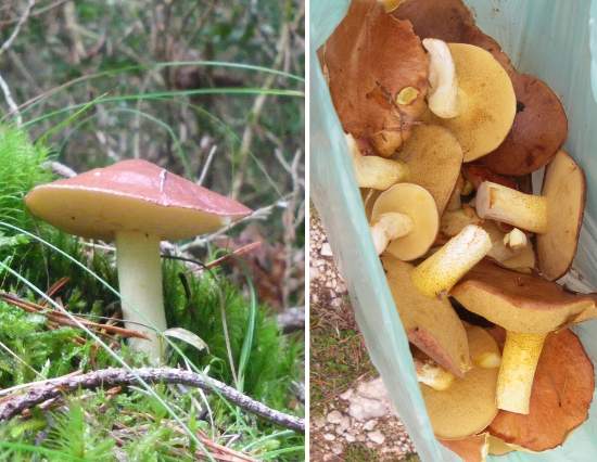 un coprin chevelu ( coprinus comatus) Champi10