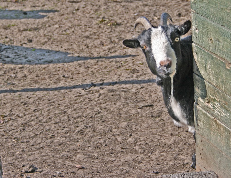 Le topic des animaux de la ferme Img_0611