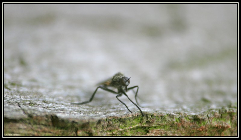 Macrophotographie Giuntini Jérôme - Page 2 Img_1017