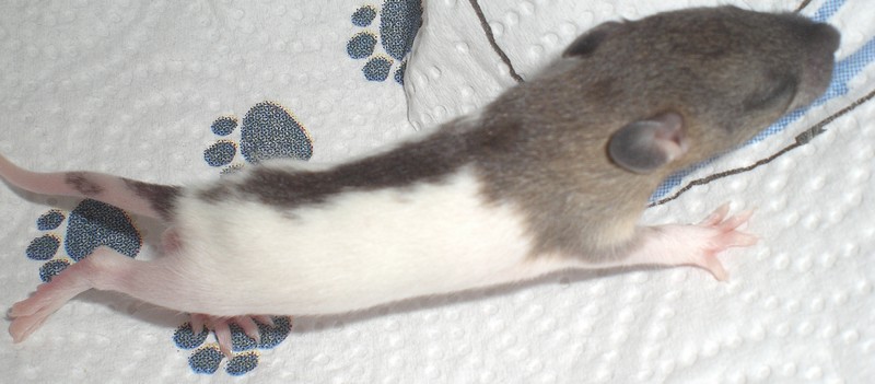 14 ratons a adopter dans le 28, covoi possible Male_a10