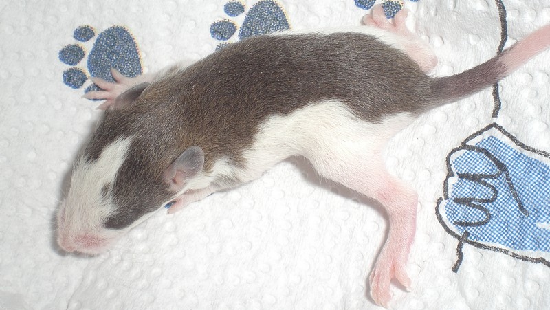 14 ratons a adopter dans le 28, covoi possible Male_h10