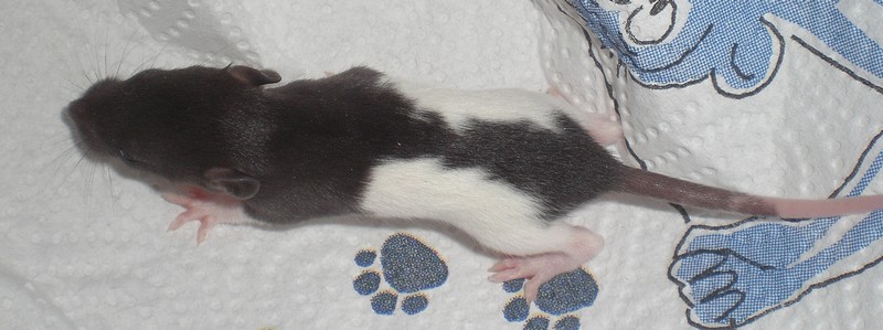 14 ratons a adopter dans le 28, covoi possible Male_n10