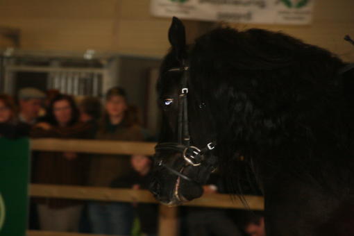 Foto's van op Flanders Horse Expo(FHE)/Photo's de FHE Img_0410