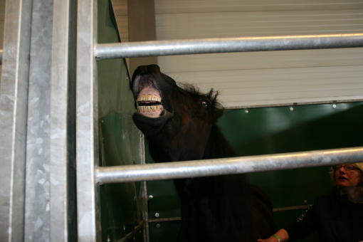 Foto's van op Flanders Horse Expo(FHE)/Photo's de FHE Oseur110