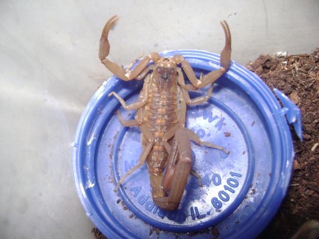 Centruroides Vittatus Dsc01512