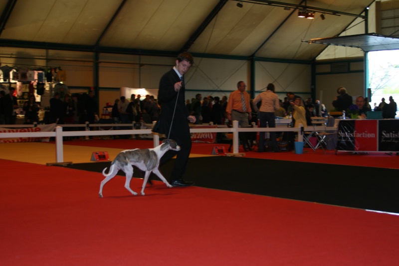 Chatearoux 2008 photo whippet. Img_0011
