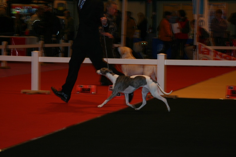 Chatearoux 2008 photo whippet. Img_0013