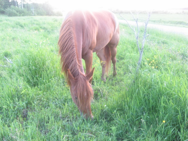 Un Nom pour un cheval... Moi_e139