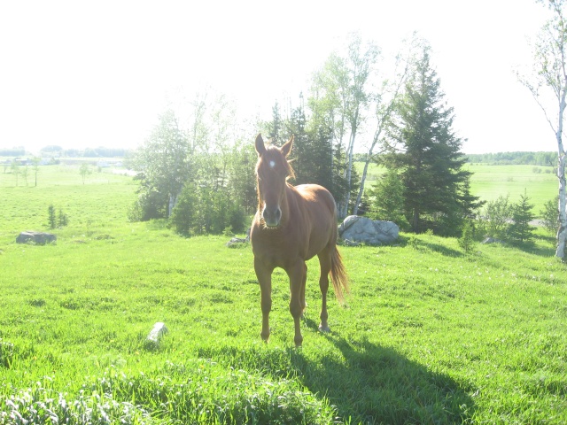 Un Nom pour un cheval... Vennes63