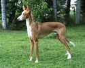 Le podenco et les races primitives