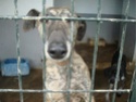 Adoptions galgos