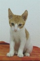 Adoptions chats
