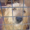 Adoptions gentils croiss