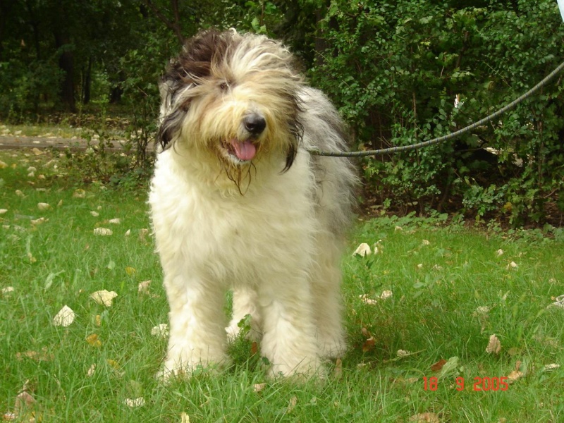 CHIEN DE BERGER ROUMAIN DE MIORITZA Dsc02111