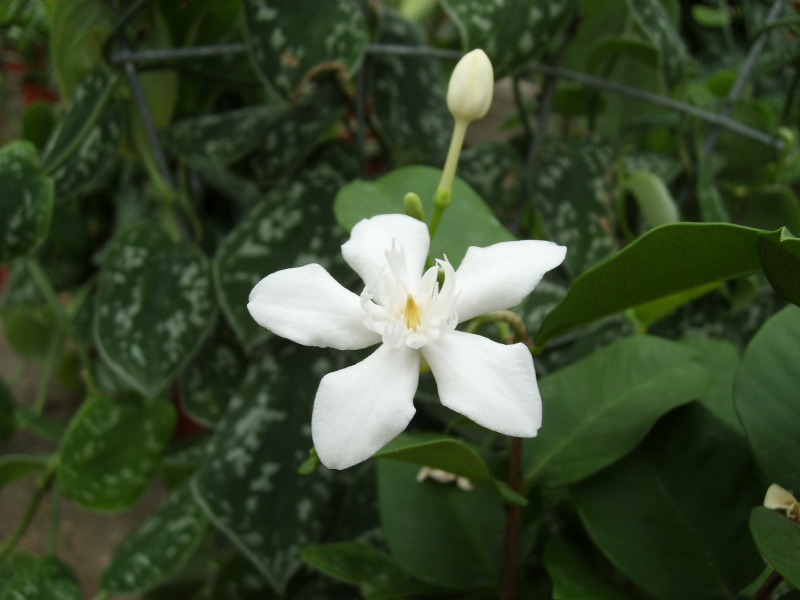 Fleur blanche à identifier! - Wrightia antidysenterica A_iden10