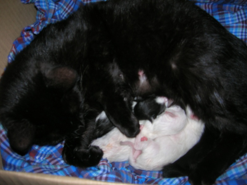 chatons à adopter est de la france !! Dscn5610