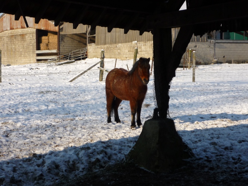 la neige P1020017