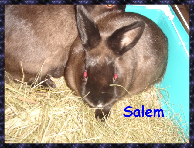 salem (lapin) Salem10