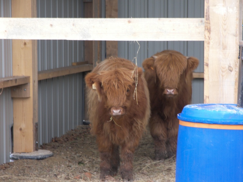 les copines de Breizh ( 1 ) Les vaches highlands 100_0811