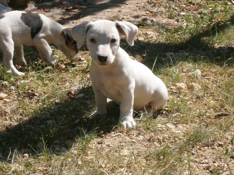 chiot jack russel terrier  P7160410