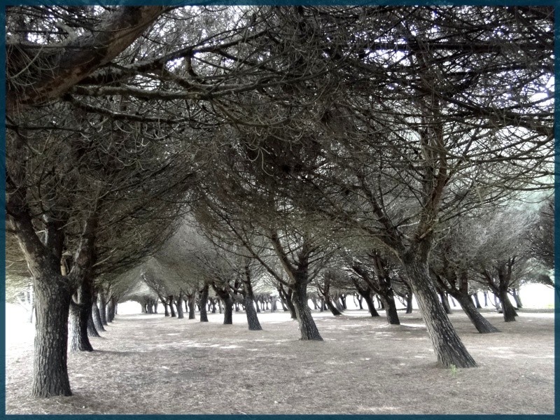 les arbes ,un amour pour beaucoup 2008 et 2009 et.2010..2011......2012..2013...2014 - Page 18 Arbres10