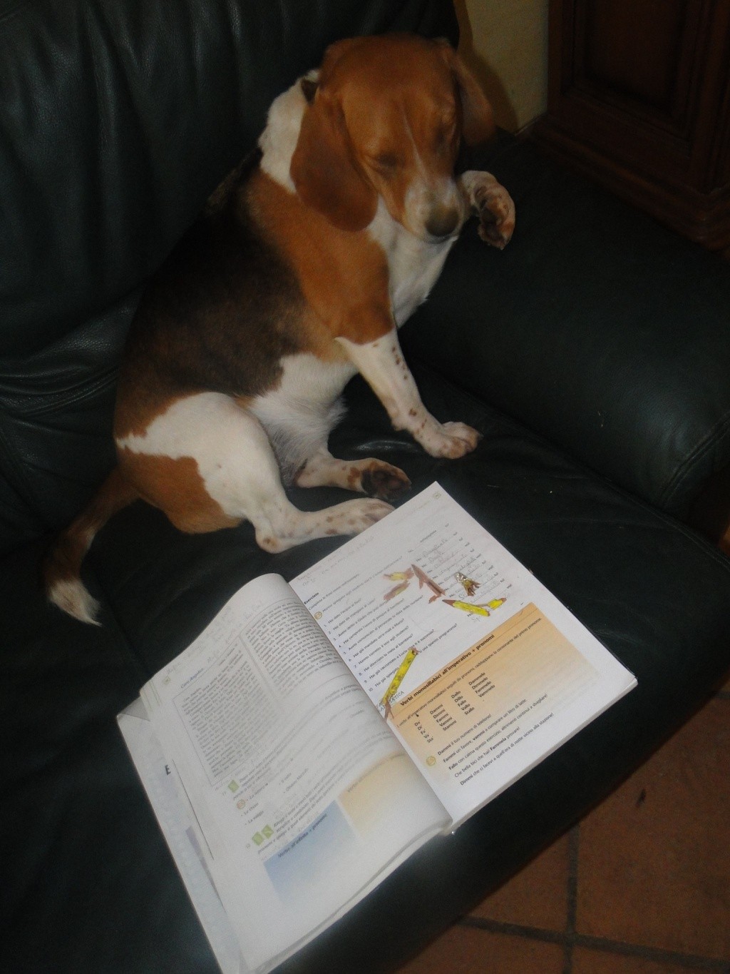 I MIEI BEAGLES D'AMORE ............... Beagl204