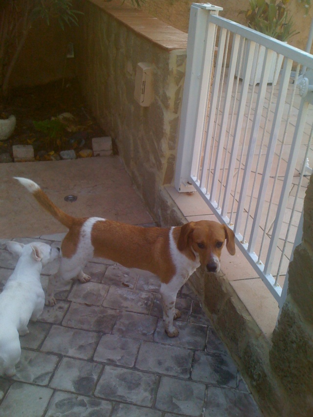 trouvé chienne beagle, elle a un an environ Beagle54