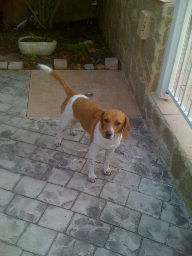 trouvé chienne beagle, elle a un an environ Beagle55