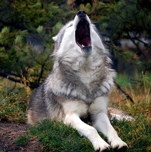 animals pics Yawn10