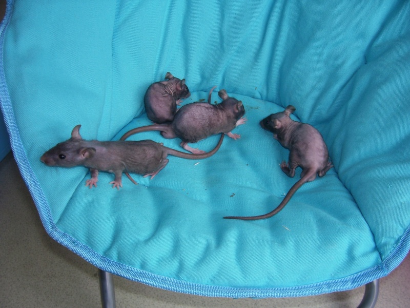 bebe rat nus  rex a reserver dans le 62 news photo 102_1225