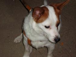 THEO, crois Jack Russel de  3 ans Theo_210