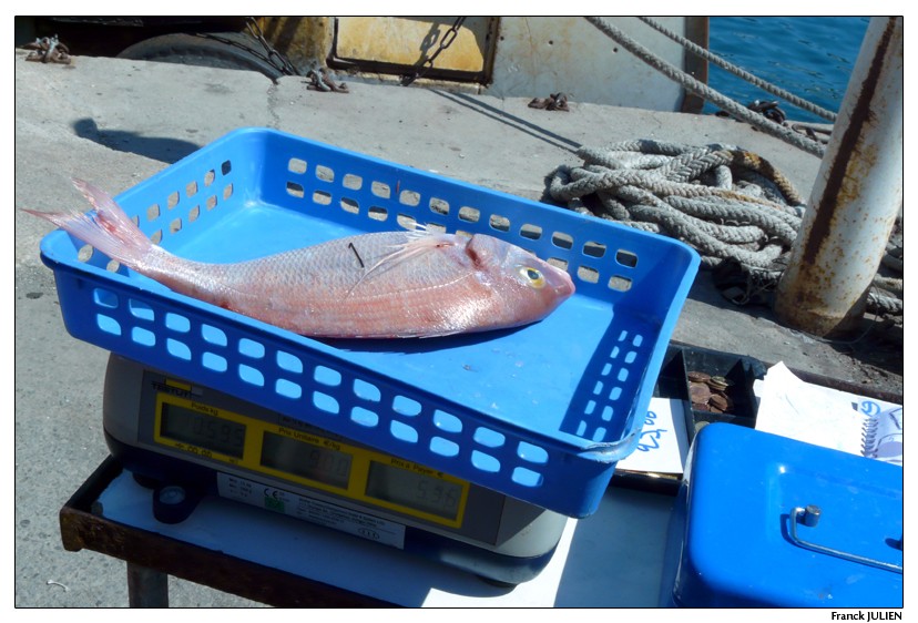 Retour de Pêche à Port-Vendre Pagre10