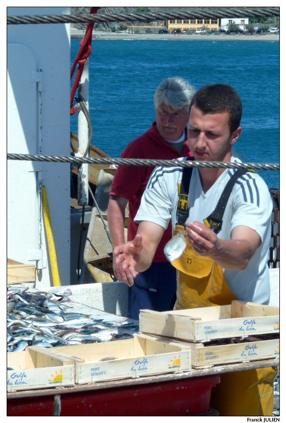 Retour de Pêche à Port-Vendre Poisso10