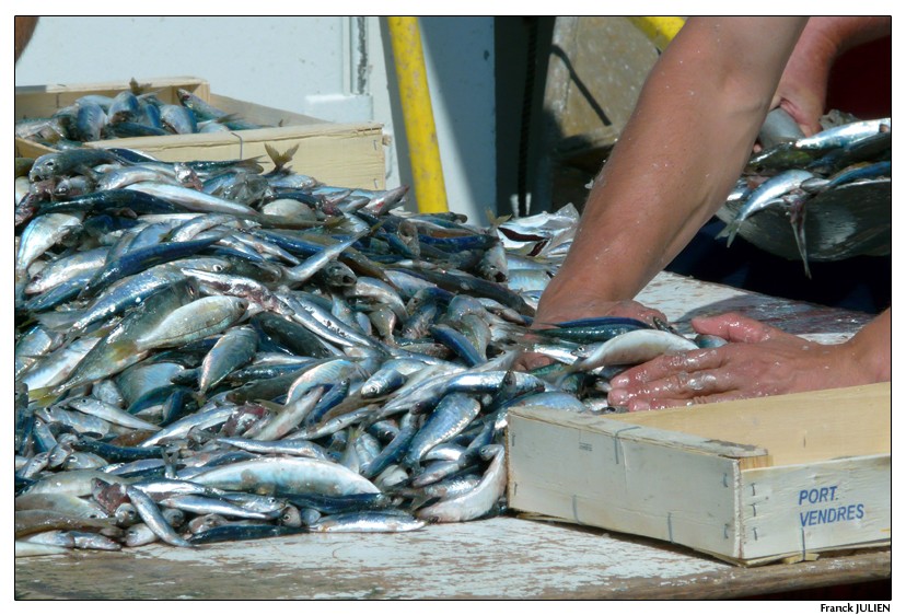 Retour de Pêche à Port-Vendre Tri_de10