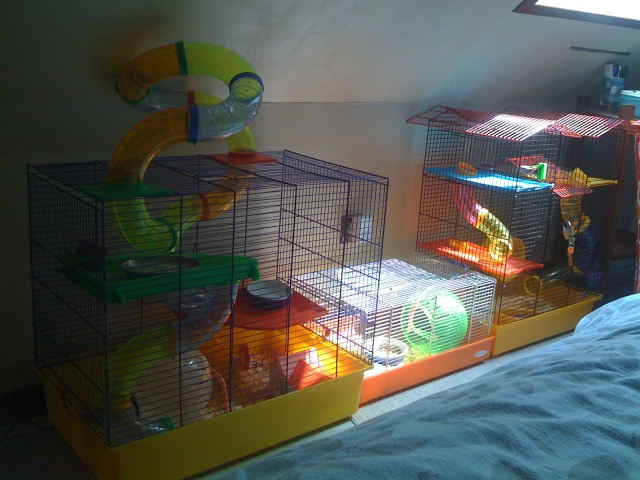 Cages de mes hamsters Img_0110
