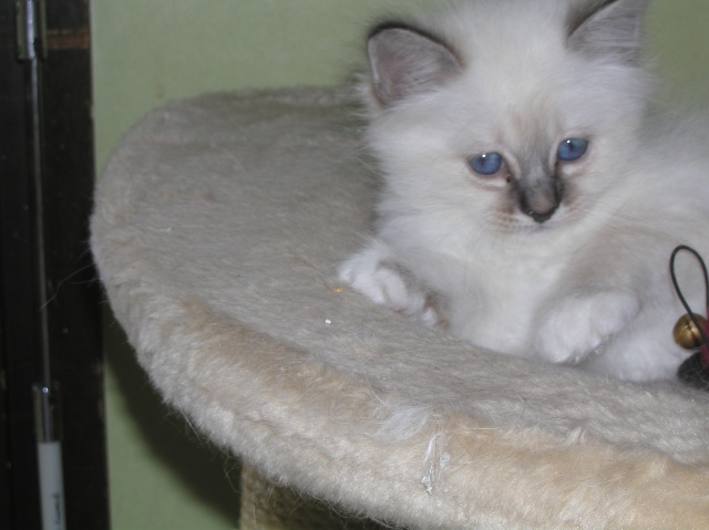 Couleur de mes chatons ? P2250010