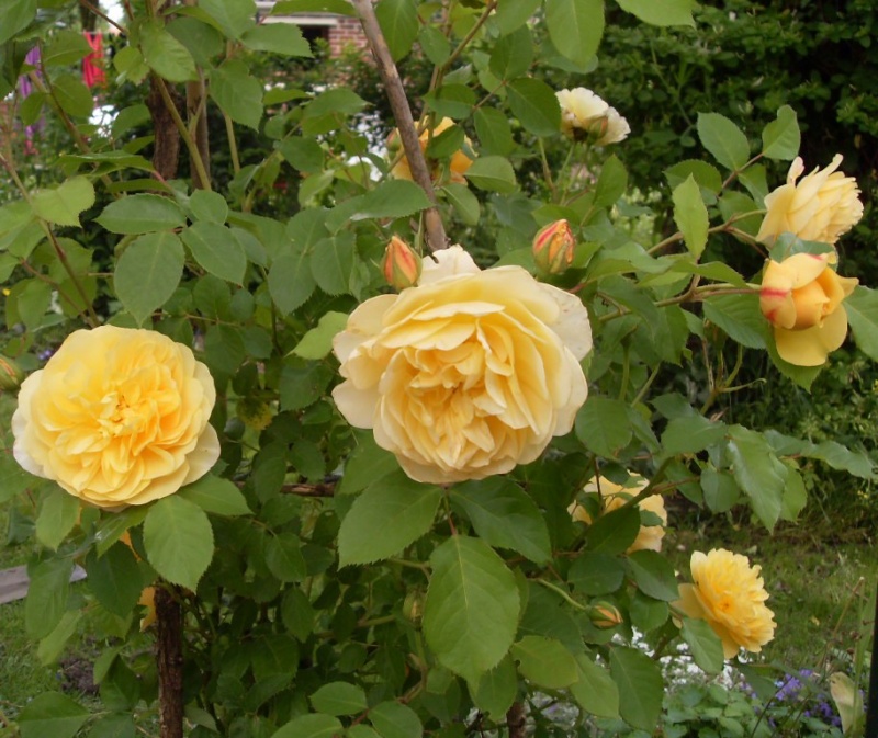 Roses jaunes Sdc14811