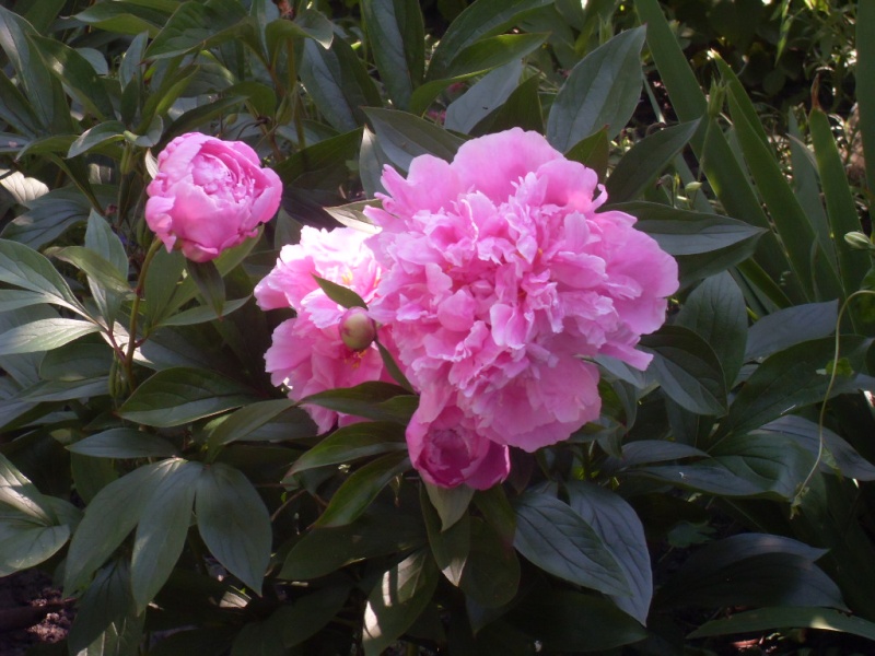 Paeonia, ou pivoines! - Page 15 Sdc15011