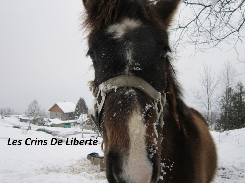 BOREALE et Nathalie !!!!!!!!!!!!!!!! (Mars 2012)  Hiver211