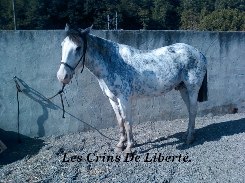 Paquito, Argentin, cheval aveugle parti... Photo-13