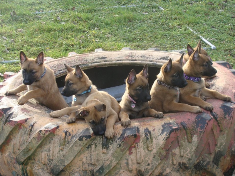 CHIOTS MALINOIS A RESERVER !!  Chiots13