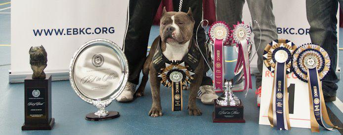 Chiots American Bully  rserver !!  King_q11