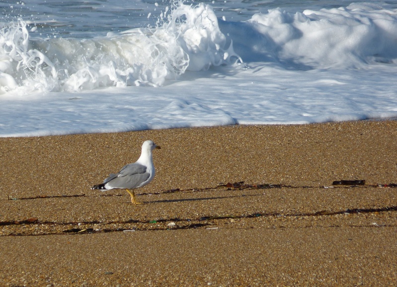 Mouettes d'Anglet P1000012
