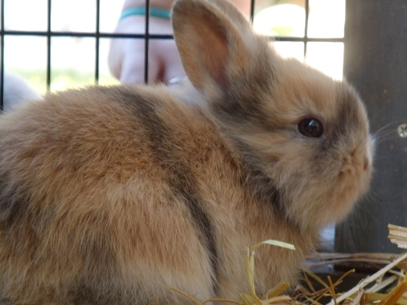 Nos bébés lapins  Gedc1015