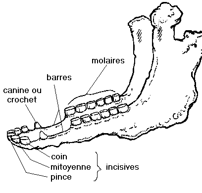 Les dents du cheval Machoi10