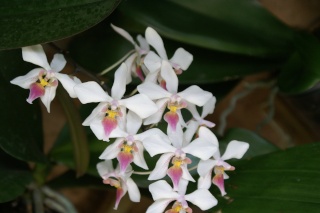 Orchidees de Jean-Luc Pict0017