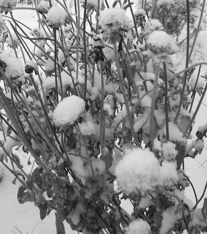 L'hiver en noir et blanc 11ème concours photo 007_310