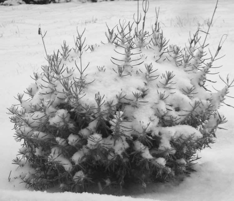 L'hiver en noir et blanc 11ème concours photo 009_310