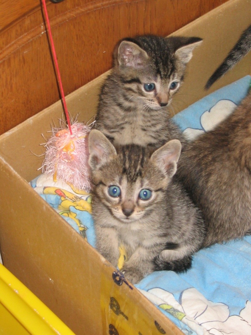 Chatons a vendre Img_0013